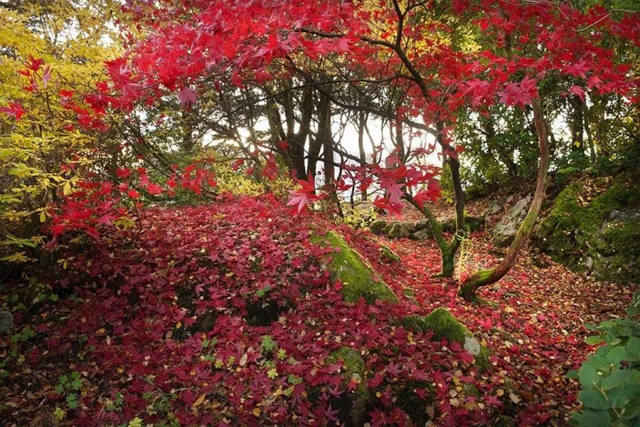 Ard Daraich - Garden - Red Acer