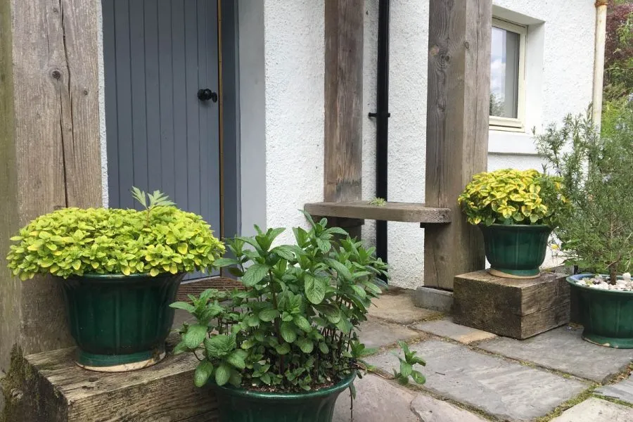 Ard Daraich - The Garden Studio Doorstep Shrubbery