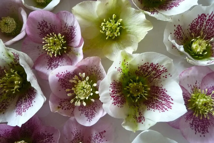 Ard Daraich - Garden - Helleborus