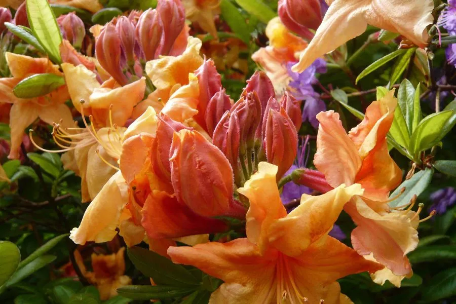 Ard Daraich - Garden - Azalea