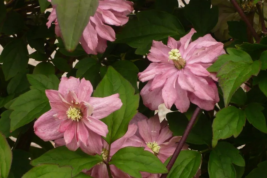 Ard Daraich - Garden - Rare Clemetis