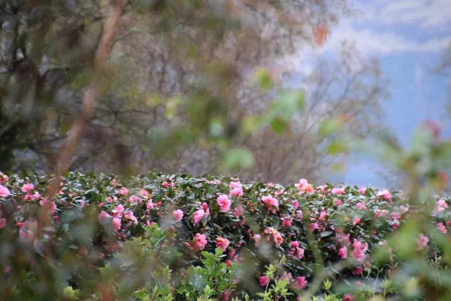 Ard Daraich - Garden - Camelia Hedge