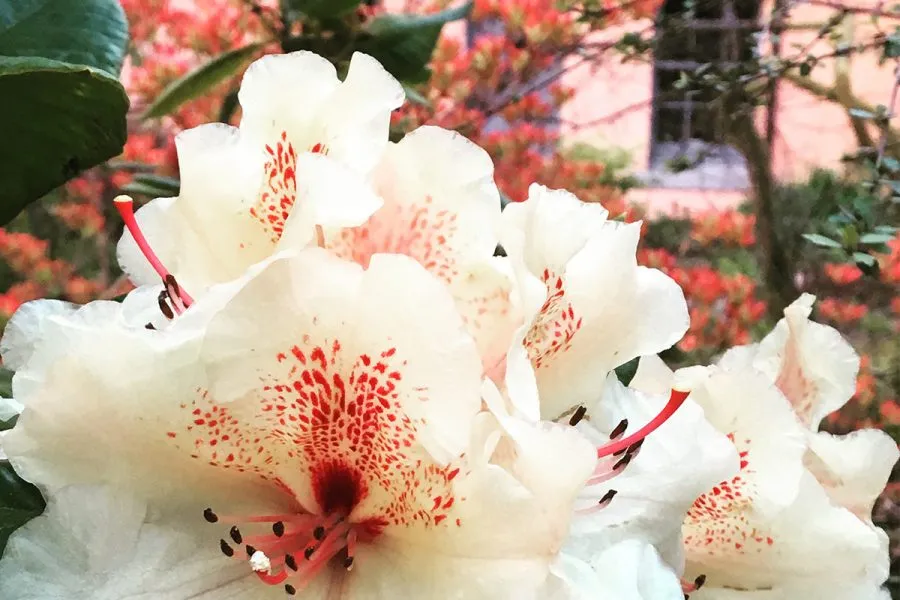 Ard Daraich -Rhododendron