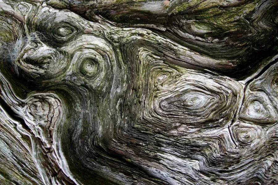 Ard Daraich - Oak Tree